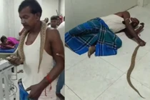 Bị rắn độc cắn, người đàn ông làm điều này khiến bác sĩ 'sốc toàn tập'