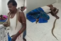 Bị rắn độc cắn, người đàn ông làm điều này khiến bác sĩ 'sốc toàn tập'