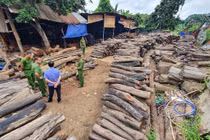 Đắk Lắk: Gỗ lậu quý hiếm được tập kết giữa lòng thành phố