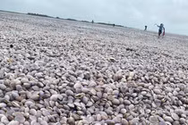 Nam Định: Hàng nghìn tấn ngao dạt vào bờ biển 