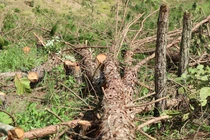 Lâm Đồng: Điều tra vụ đốn hạ hàng trăm cây thông 3 lá