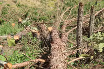 Lâm Đồng: Điều tra vụ đốn hạ hàng trăm cây thông 3 lá