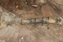 Campuchia công bố phát hiện xương hóa thạch khủng long