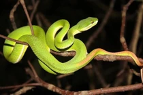 Đắk Lắk: Người đàn ông bị rắn lục đuôi đỏ cắn tử vong