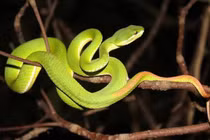 Đắk Lắk: Người đàn ông bị rắn lục đuôi đỏ cắn tử vong