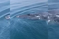 Cá voi bất ngờ xuất hiện trên vùng biển Thanh Hóa