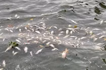 Hà Nội: Cá chết nổi trắng mặt hồ Tây 