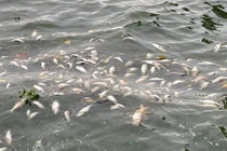 Hà Nội: Cá chết nổi trắng mặt hồ Tây 