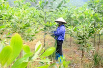 Tuyên Quang: Trồng rừng vượt 10% kế hoạch năm