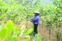 Tuyên Quang: Trồng rừng vượt 10% kế hoạch năm