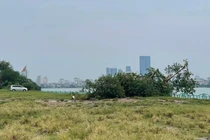 Sẽ trồng "cây cô đơn" mới ở Hồ Tây thay thế cây bị gãy