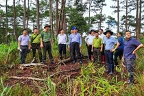 Lâm Đồng: Phá rừng trong ranh giới Đoàn Kinh tế quốc phòng quản lý?