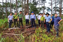 Lâm Đồng: Phá rừng trong ranh giới Đoàn Kinh tế quốc phòng quản lý?