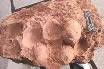 Phát hiện trứng khủng long hóa thạch 70 triệu năm ở Trung Quốc