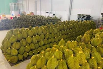 Đắk Lắk: Mã vùng trồng sầu riêng xuất khẩu được cấp cho doanh nghiệp?