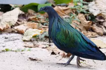 Phát hiện loài bồ câu quý hiếm Nicoba tại Vườn Quốc gia Côn Đảo