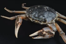 Chế tạo thành công pin làm từ vỏ cua