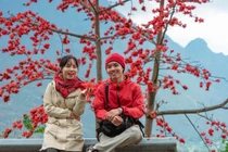 Hoa gạo Hà Giang hút du khách dịp tháng 3
