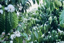 Đa dạng tour "săn" hoa cà phê Tây Nguyên đầu tháng 3 