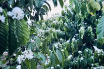 Đa dạng tour "săn" hoa cà phê Tây Nguyên đầu tháng 3 