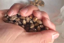 Tự hái thuốc cho cháu uống, bà hối hận vì khiến cháu nguy cơ tử vong 