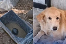 Mang quà về cho chủ, chú chó suýt đánh sập cả ngôi nhà 