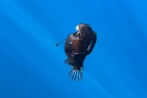 Cá quỷ đen siêu hiếm bị bắt gặp, giới khoa học phấn khích 