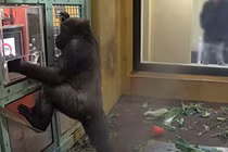 Choáng váng khỉ đột biết dùng máy tính bảng đặt đồ ăn