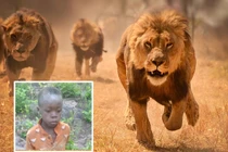 Khó tin bé trai sống sót thần kỳ khi bị 40 con sư tử bao vây 