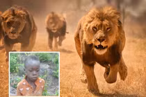 Khó tin bé trai sống sót thần kỳ khi bị 40 con sư tử bao vây 