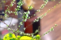 Hoa Tuyết Mai tiếp tục cháy hàng sau Tết 