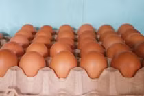 Trứng gà giá chỉ từ 1.500 đồng/quả