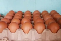Trứng gà giá chỉ từ 1.500 đồng/quả
