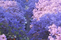 Hoa phượng tím ở Côn Minh hút du khách