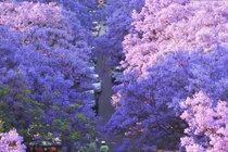 Hoa phượng tím ở Côn Minh hút du khách