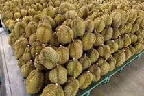 Cuối năm, sầu riêng tăng giá mạnh