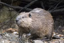 Dự án đập trì hoãn 7 năm, hải ly làm thay chỉ mất... 2 ngày