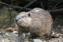 Dự án đập trì hoãn 7 năm, hải ly làm thay chỉ mất... 2 ngày