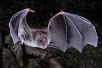 Quái xế trong thế giới động vật bay 400km trong đêm, lướt qua cả bão 