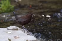 Loài chim có tên độc lạ, lặn suối săn mồi như chớp