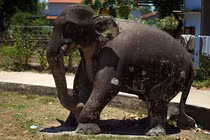 Loạt hình tượng động vật “Sách Đỏ” trên cổ vật Việt Nam