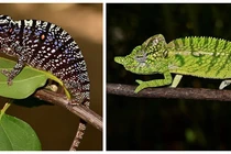 Loài bò sát kỳ lạ bất ngờ xuất hiện sau hơn 100 năm vắng bóng