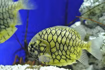 Tận mục loài cá siêu dị, được mệnh danh "xe bọc thép" giữa biển khơi