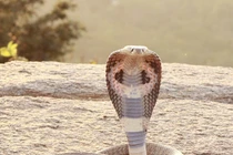 Những bí mật chưa từng biết về loài rắn