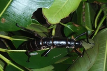 Loài vật nghi tuyệt chủng hơn 100 năm bỗng "hồi sinh" ngoạn mục