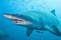 8 động vật ăn thịt đồng loại "không chớp mắt"