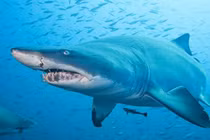 8 động vật ăn thịt đồng loại "không chớp mắt"