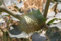 Nhận diện 3 loại cà cực độc gây ảo giác, chớ nên lại gần