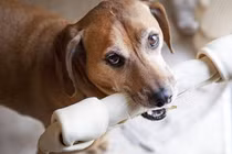 Bất ngờ khả năng đặc biệt chưa từng biết của loài chó