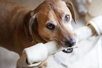 Bất ngờ khả năng đặc biệt chưa từng biết của loài chó